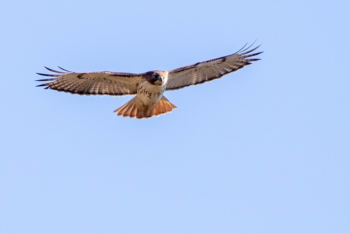 Red-tailed Hawk - ML285030881