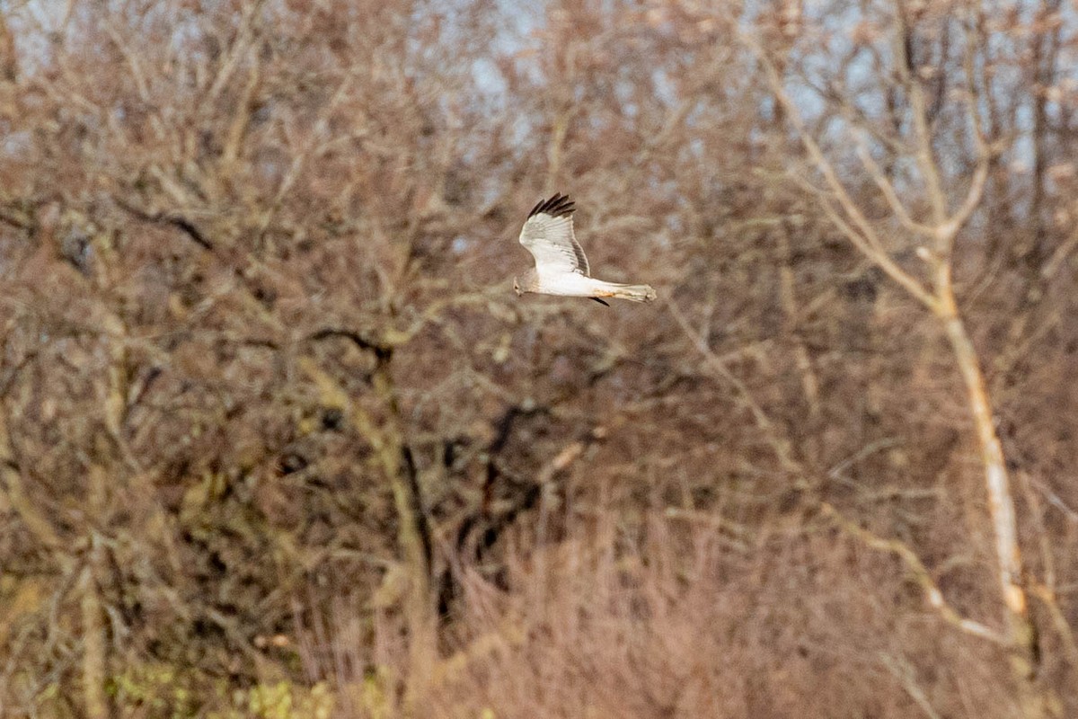 Northern Harrier - ML285030951