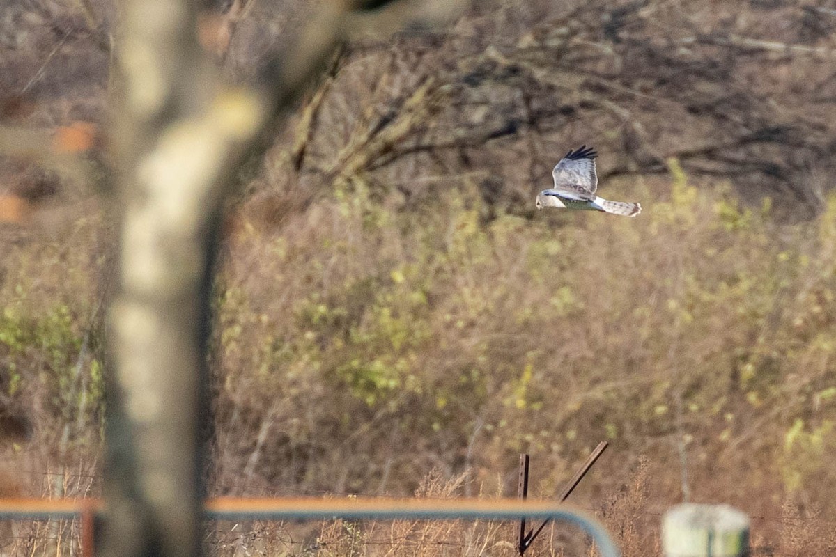 Northern Harrier - ML285030961