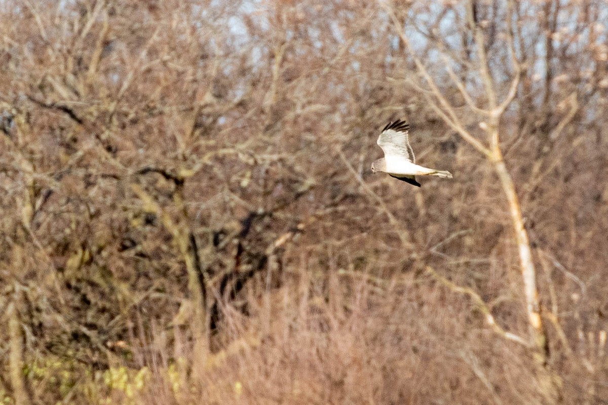 Northern Harrier - ML285030971