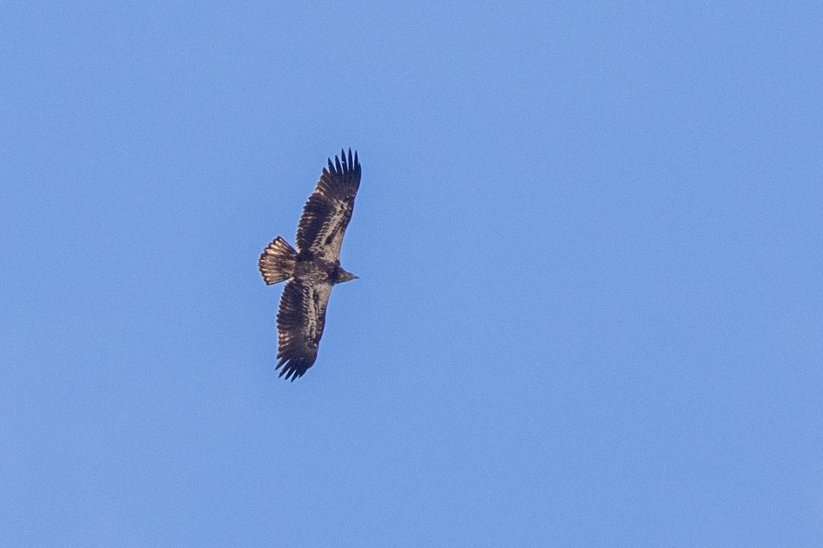 Bald Eagle - ML285031181