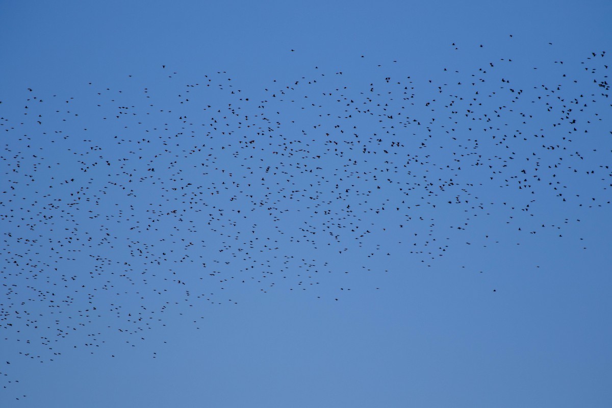 European Starling - ML285031441