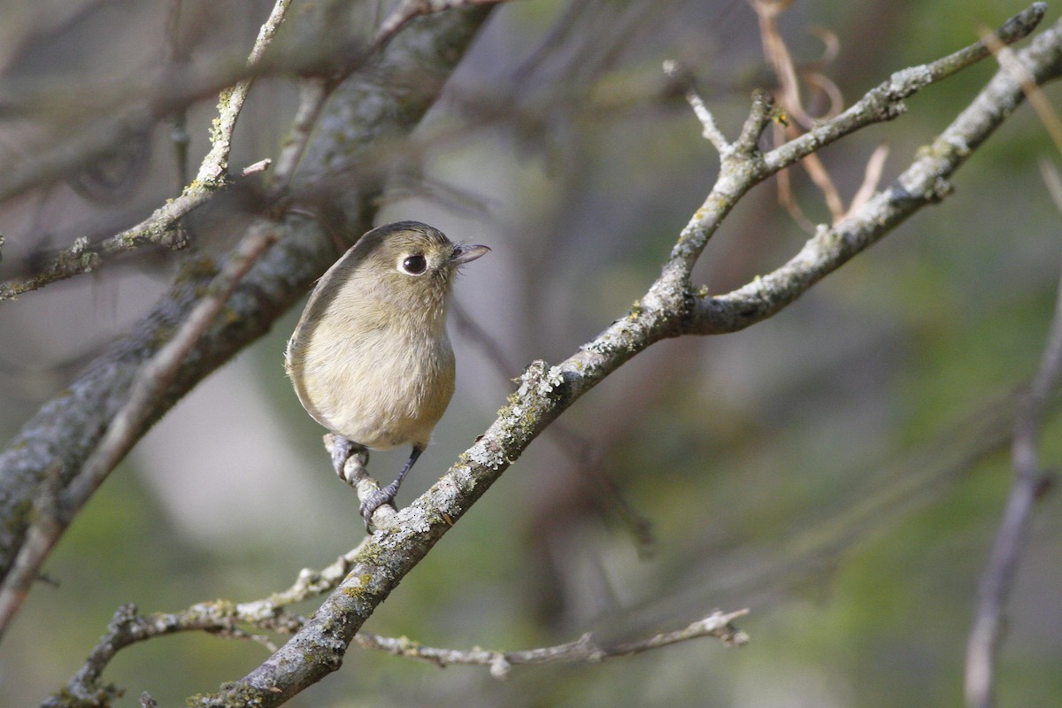 Hutton's Vireo - ML285034261