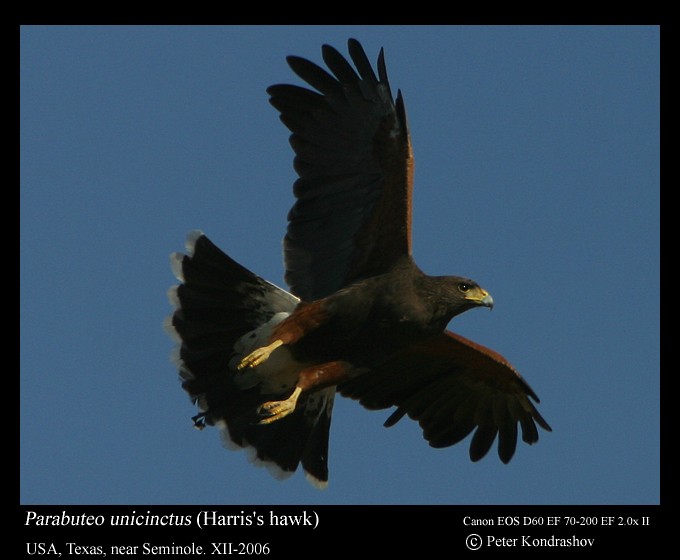 Harris's Hawk - ML285034271