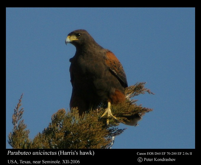 Harris's Hawk - ML285034281