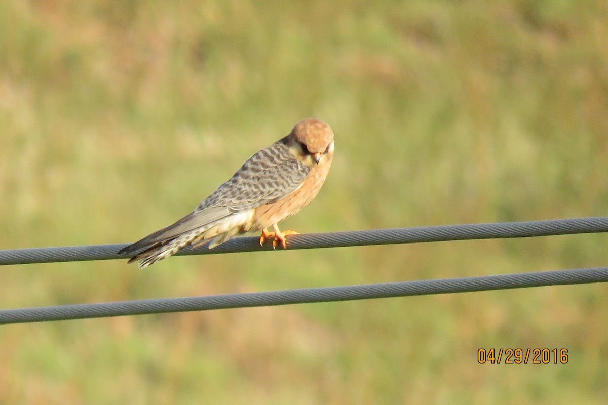 Red-footed Falcon - Paul Wolter