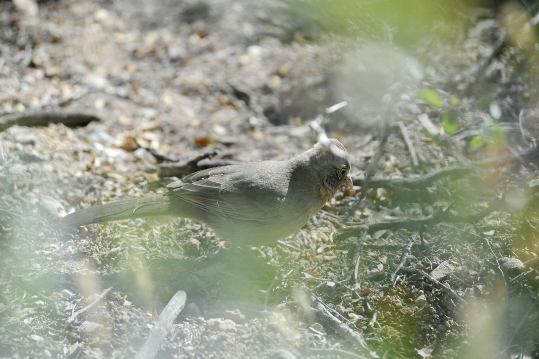 Abert's Towhee - ML285034971