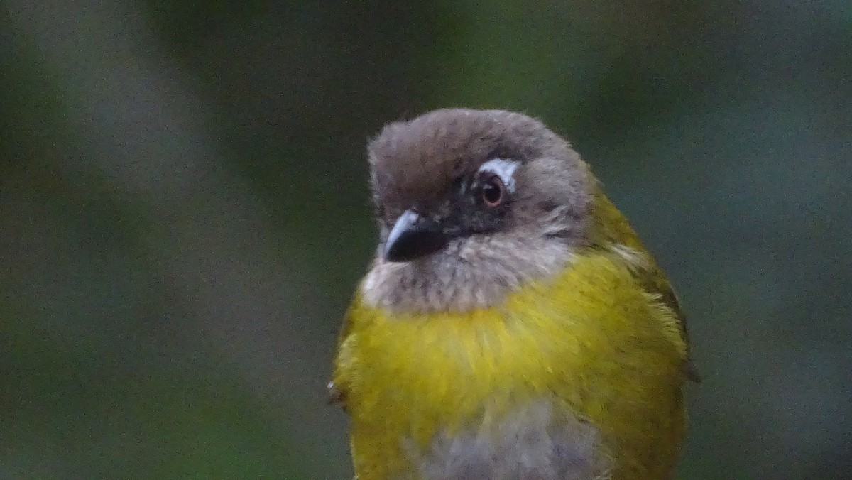 Common Chlorospingus - Diego Ramírez