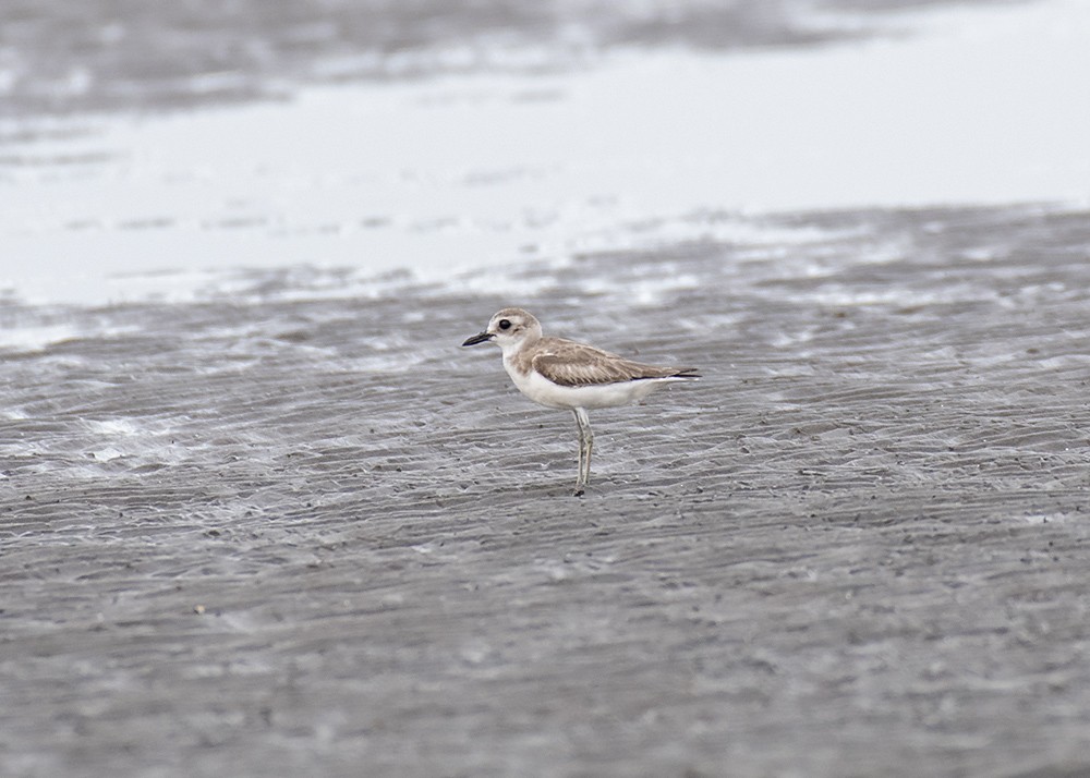 Greater Sand-Plover - ML285036611