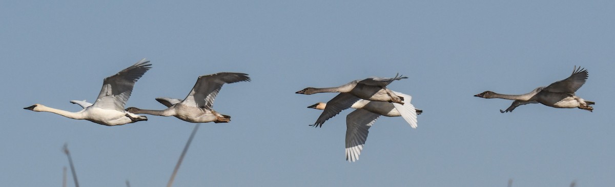 Trumpeter Swan - ML285037341