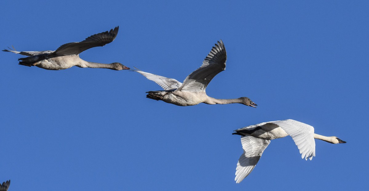 Trumpeter Swan - ML285037351