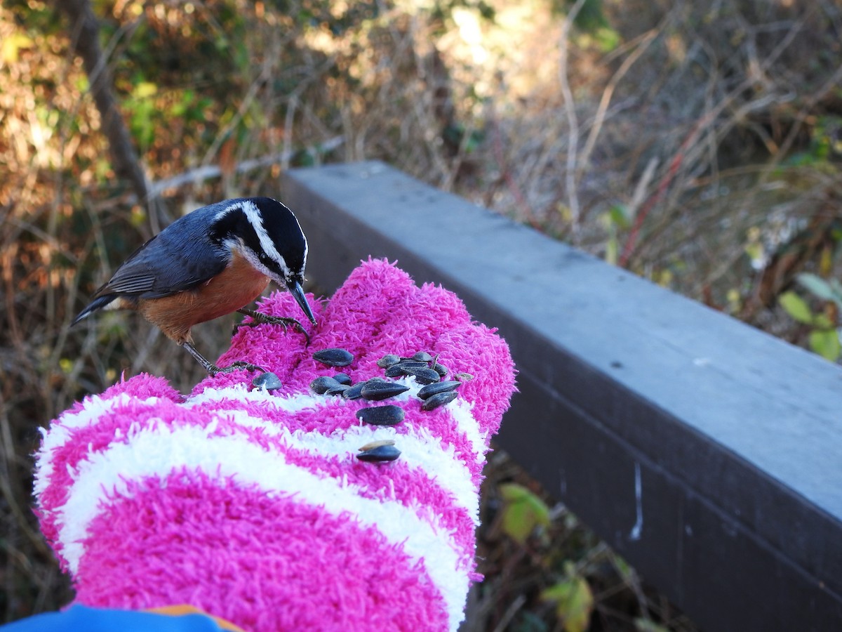 Red-breasted Nuthatch - ML285039201