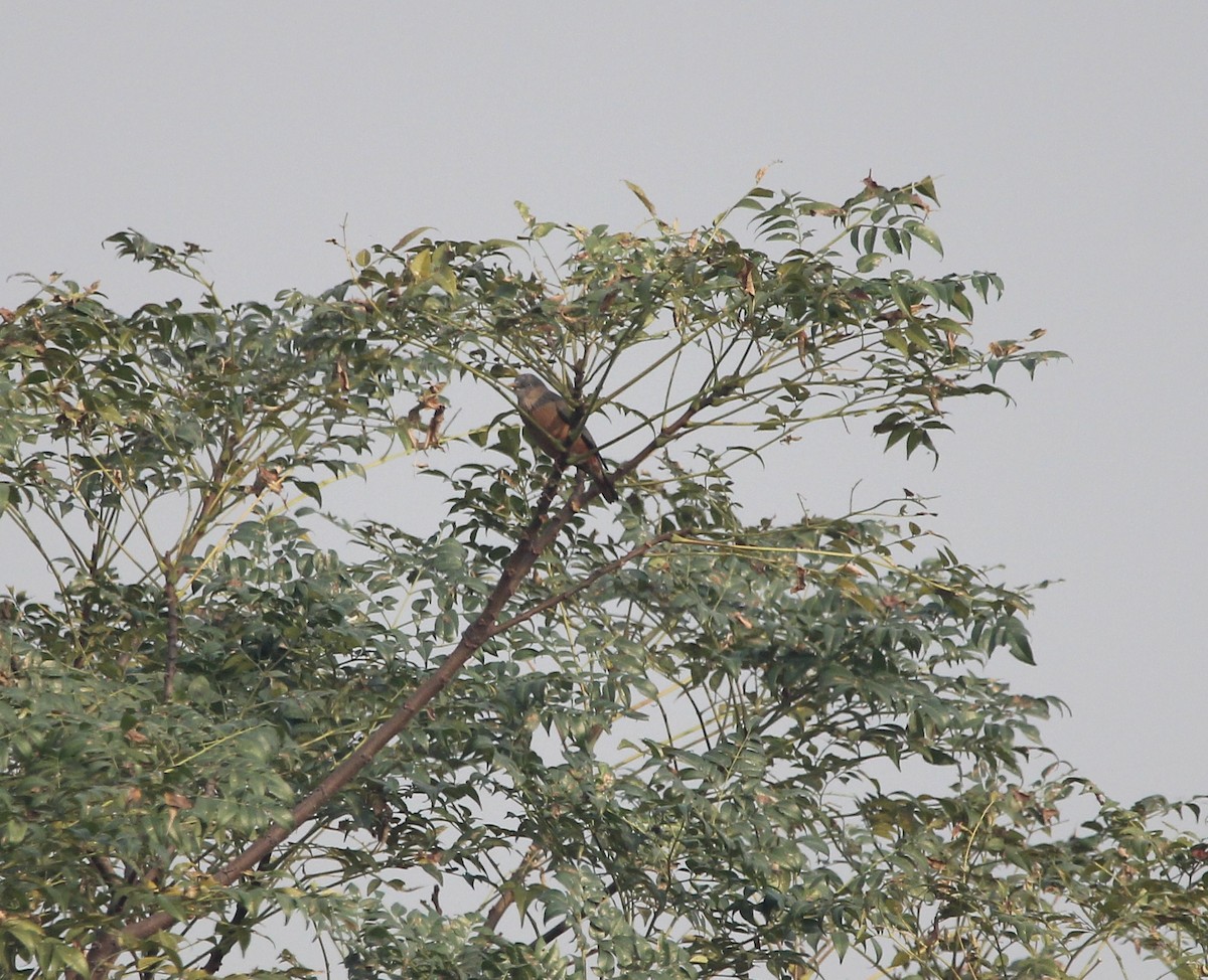 Chestnut-tailed Starling - ML285040551