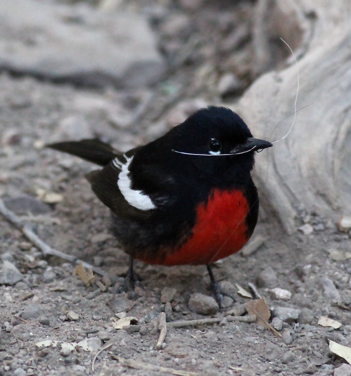 Painted Redstart - ML28504281