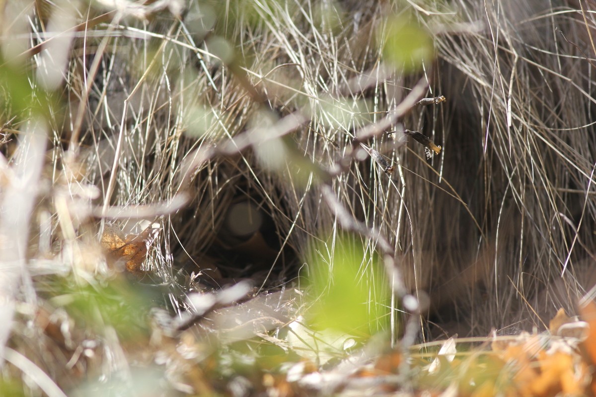 Rotbrust-Waldsänger - ML28504291