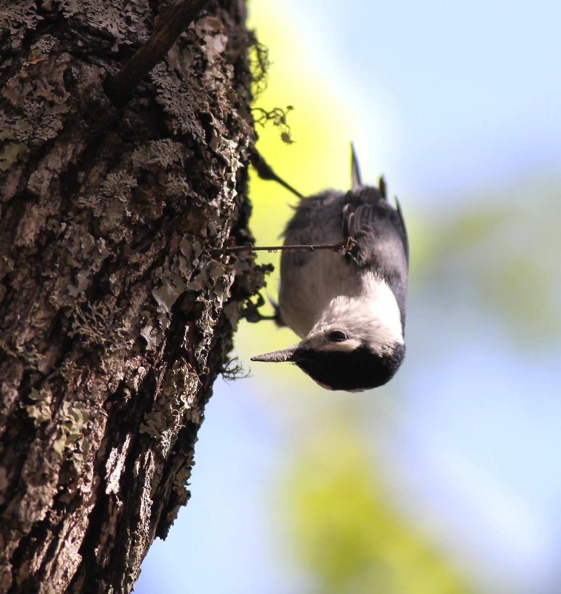 White-breasted Nuthatch - ML28504341