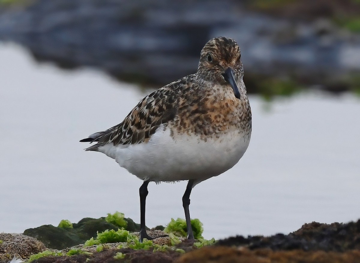 eBird Checklist - 3 Dec 2020 - Flat Rock (Ballina) - 18 species