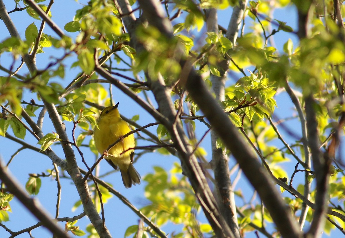 Hooded Warbler - Nathan Dubrow