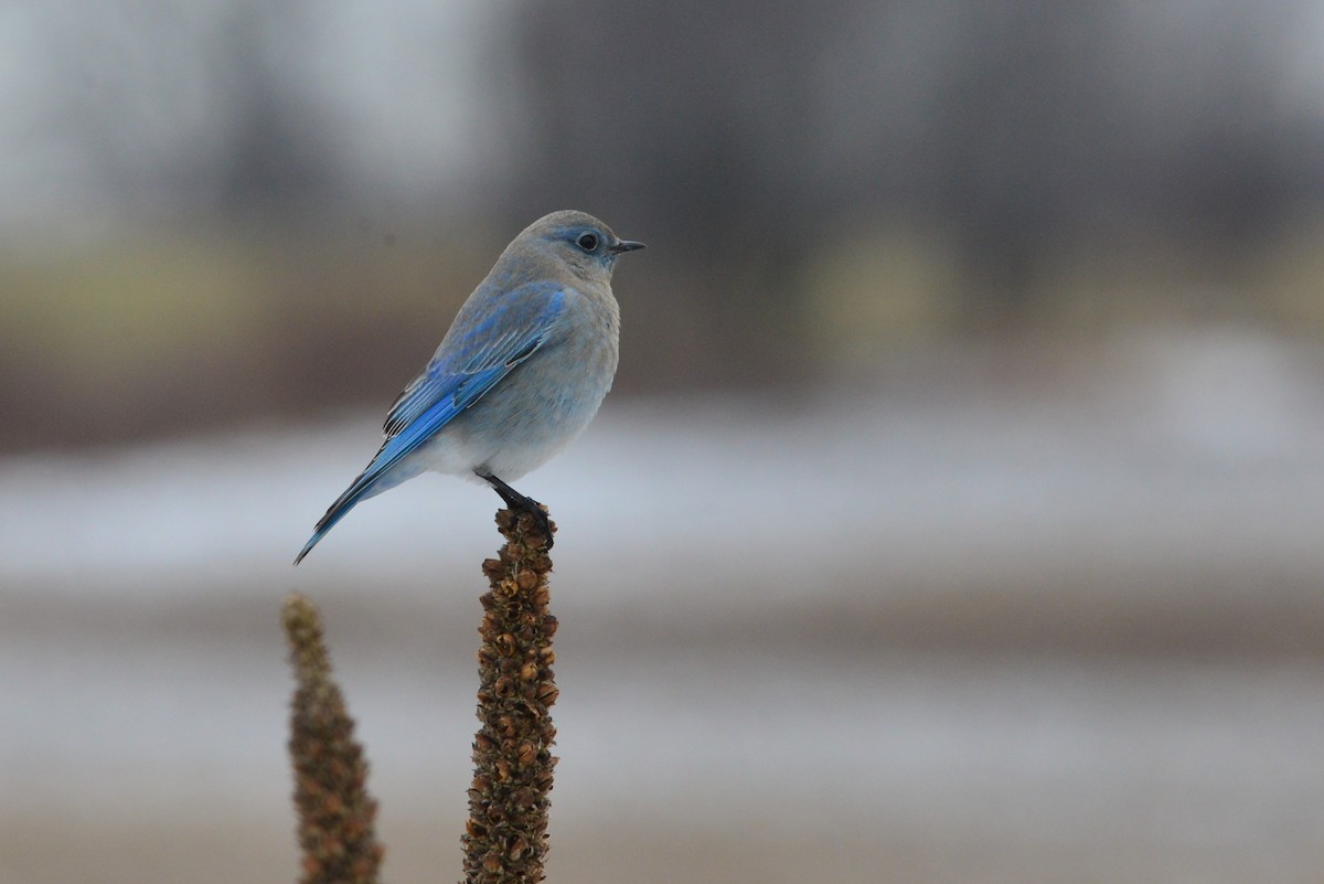 Mountain Bluebird - ML285046331