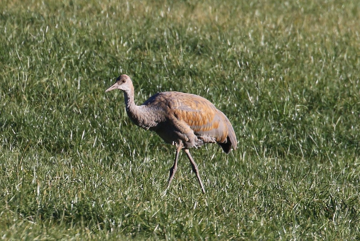 Grulla Canadiense - ML285048651