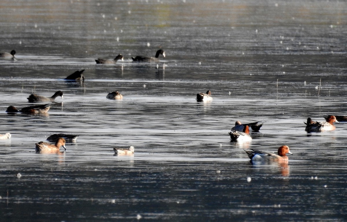 Eurasian Wigeon - ML285048741