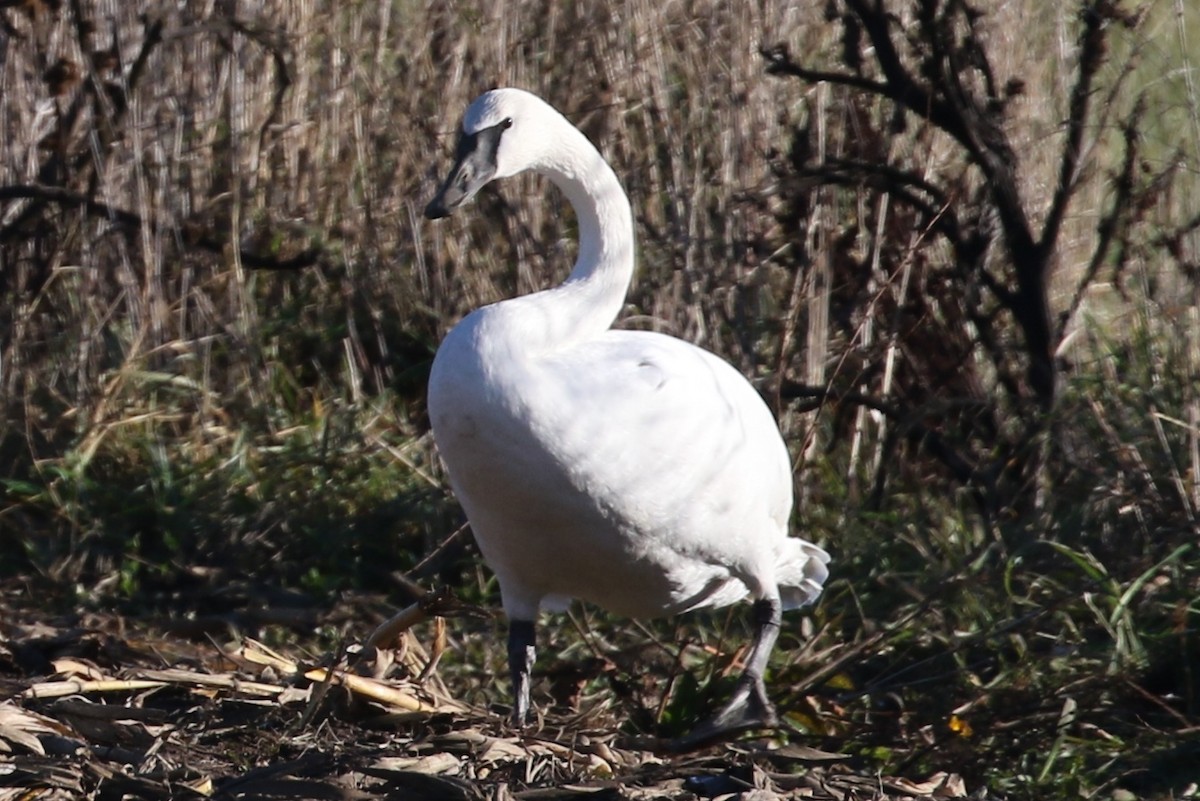 Trumpeter Swan - ML285048951