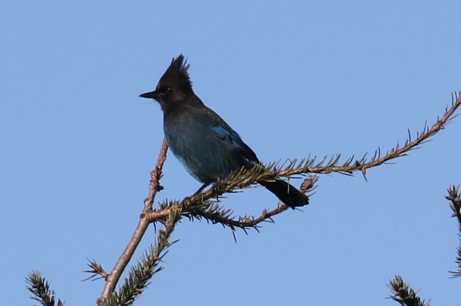 Steller's Jay - John F. Gatchet