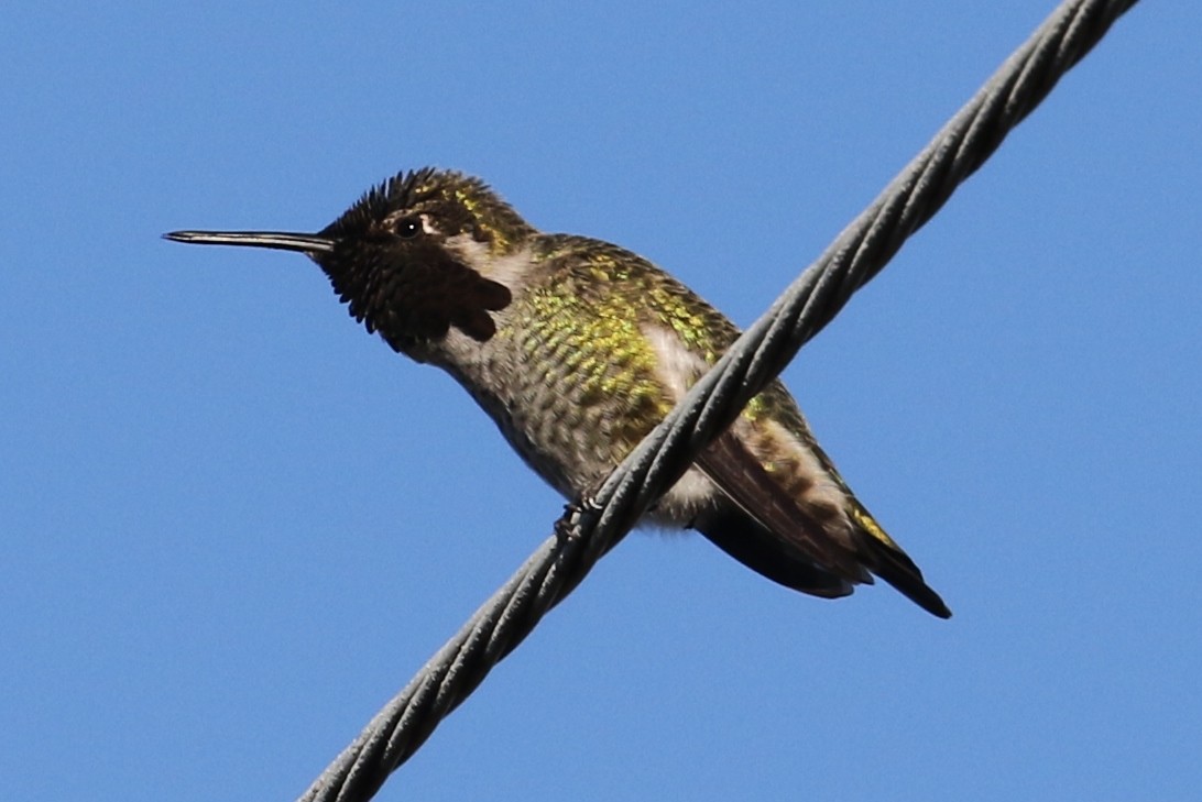 Anna's Hummingbird - John F. Gatchet