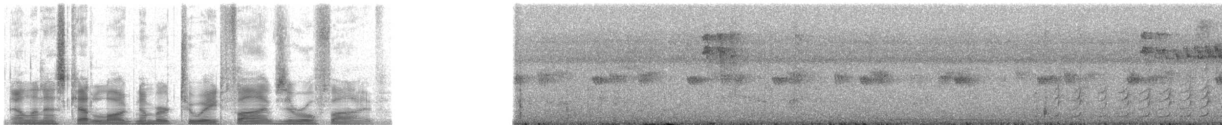 Olivmantelspecht (rubripileus) - ML28505