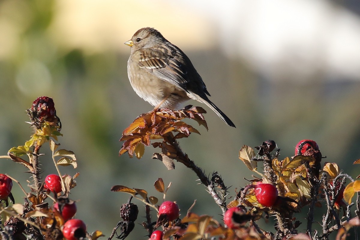 White-crowned Sparrow - John F. Gatchet