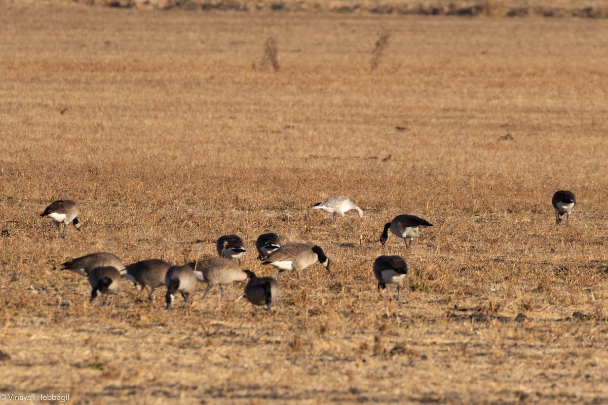 Snow Goose - ML285052731