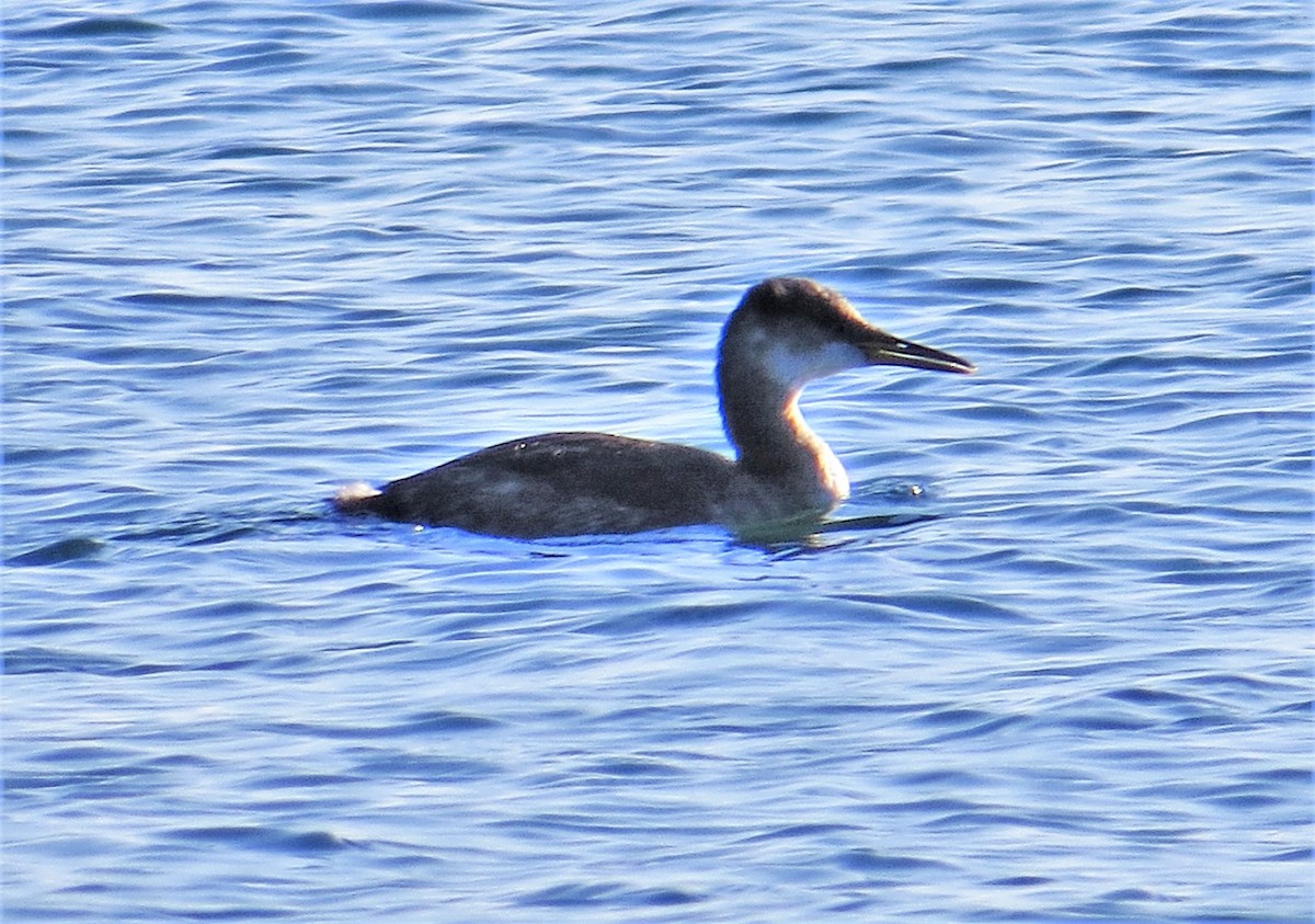 Red-necked Grebe - ML285053301