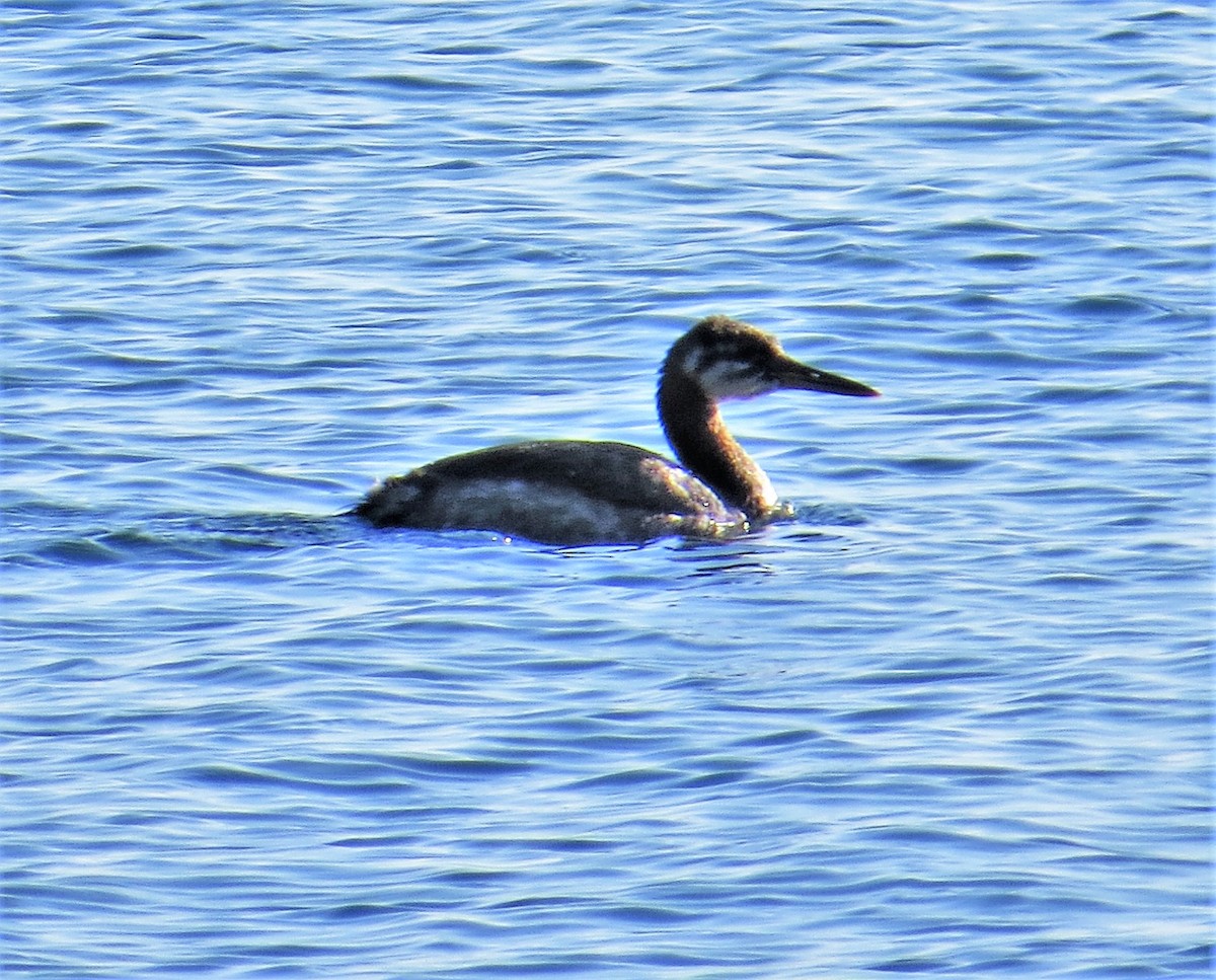 Red-necked Grebe - ML285053321