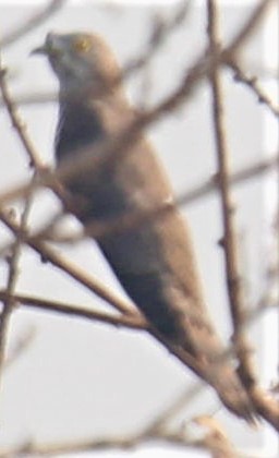 Common Hawk-Cuckoo - Ajay Sarvagnam