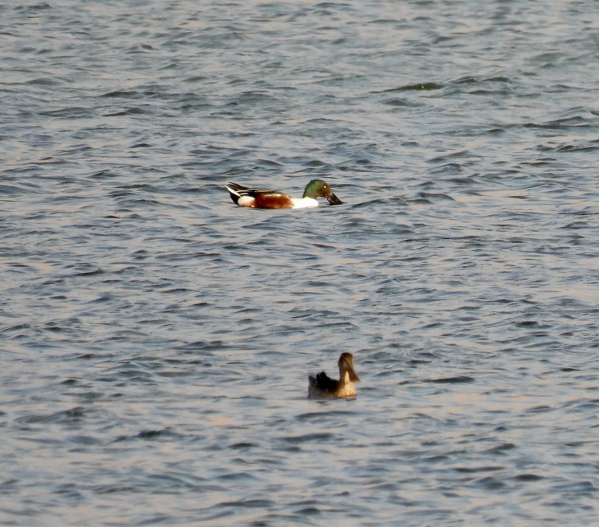 Northern Shoveler - Phyllis Weintraub