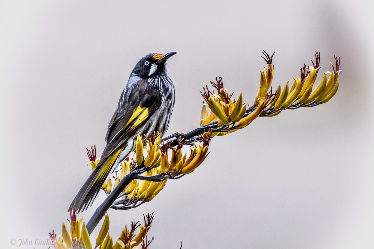 New Holland Honeyeater - John Graham