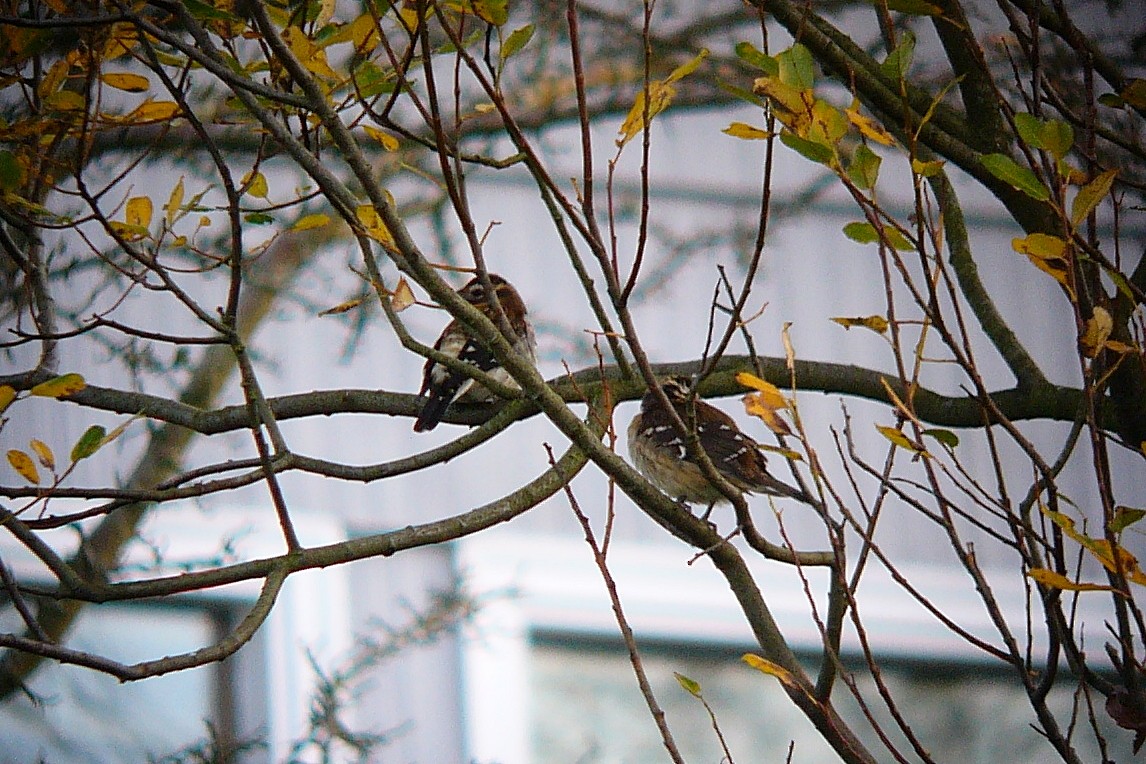 Rose-breasted Grosbeak - Steve Heinl