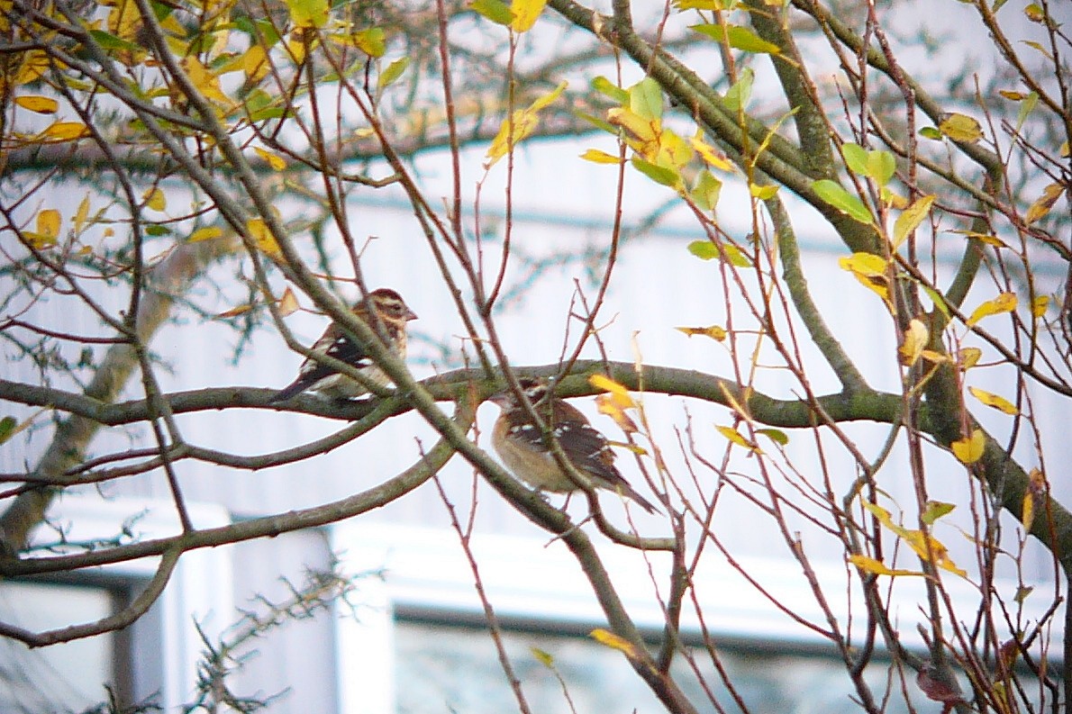 Rose-breasted Grosbeak - Steve Heinl