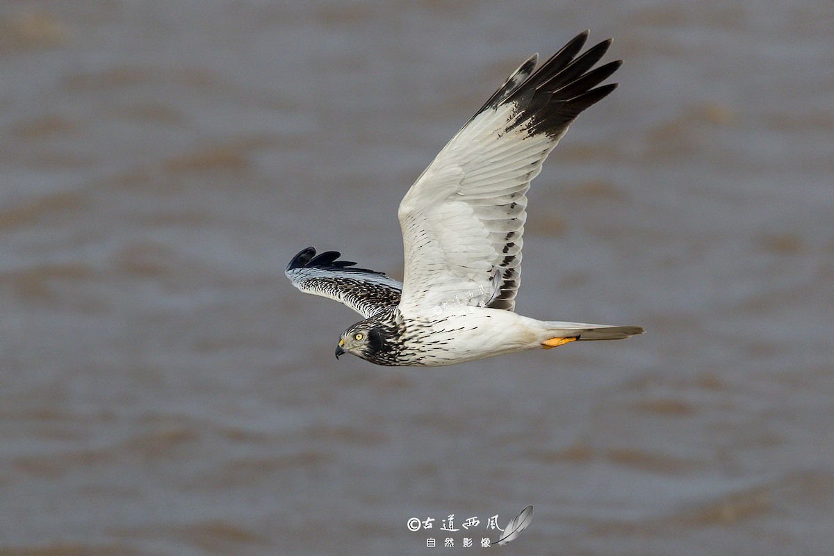 Eastern Marsh Harrier - ML285057801