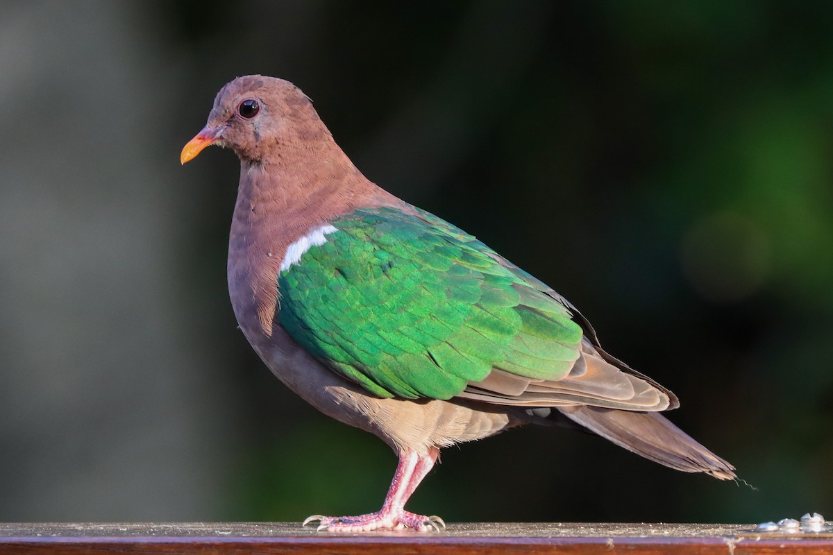 Pacific Emerald Dove - Marama Hopkins