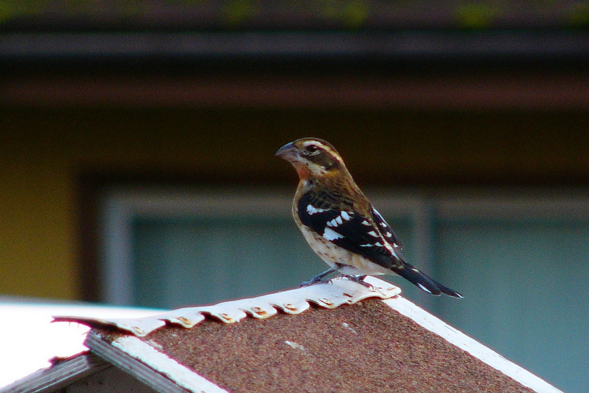 Rose-breasted Grosbeak - Steve Heinl