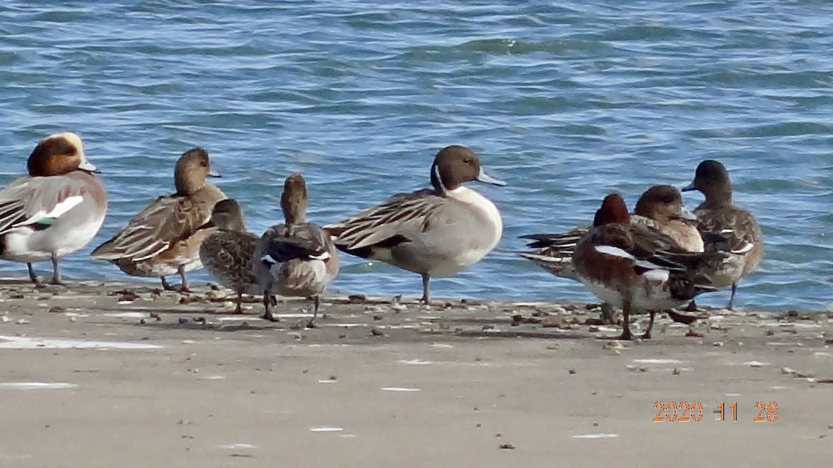 Northern Pintail - ML285059721