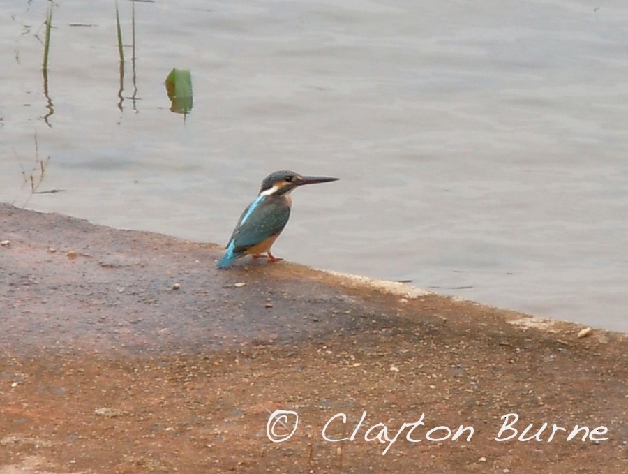 Common Kingfisher - Clayton Burne