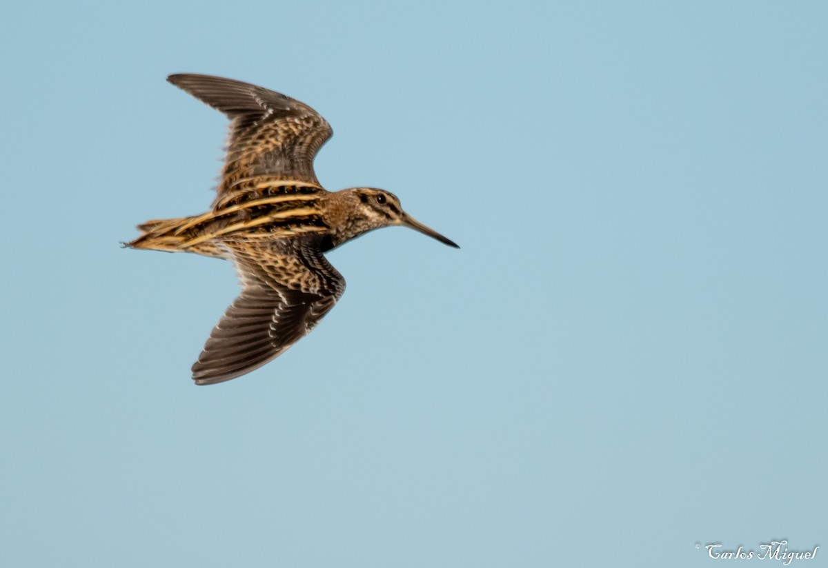 Jack Snipe - Carlos Miguel