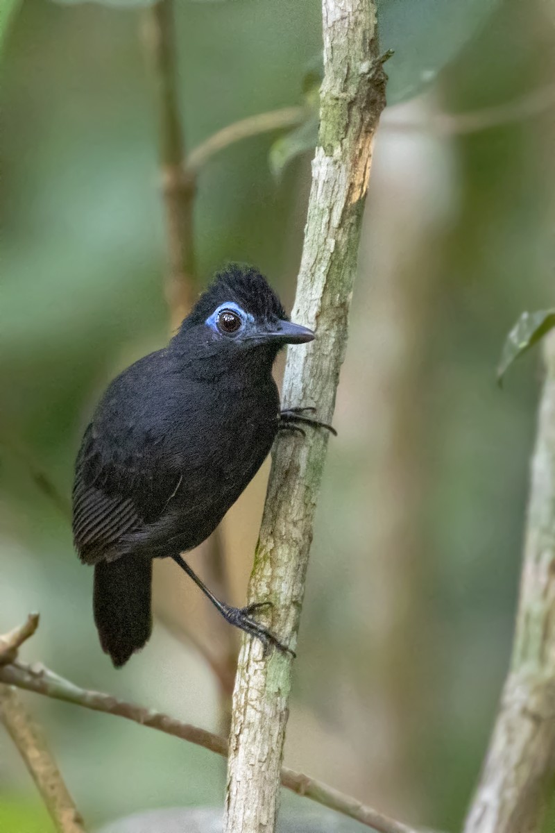 Sooty Antbird - Caio Brito