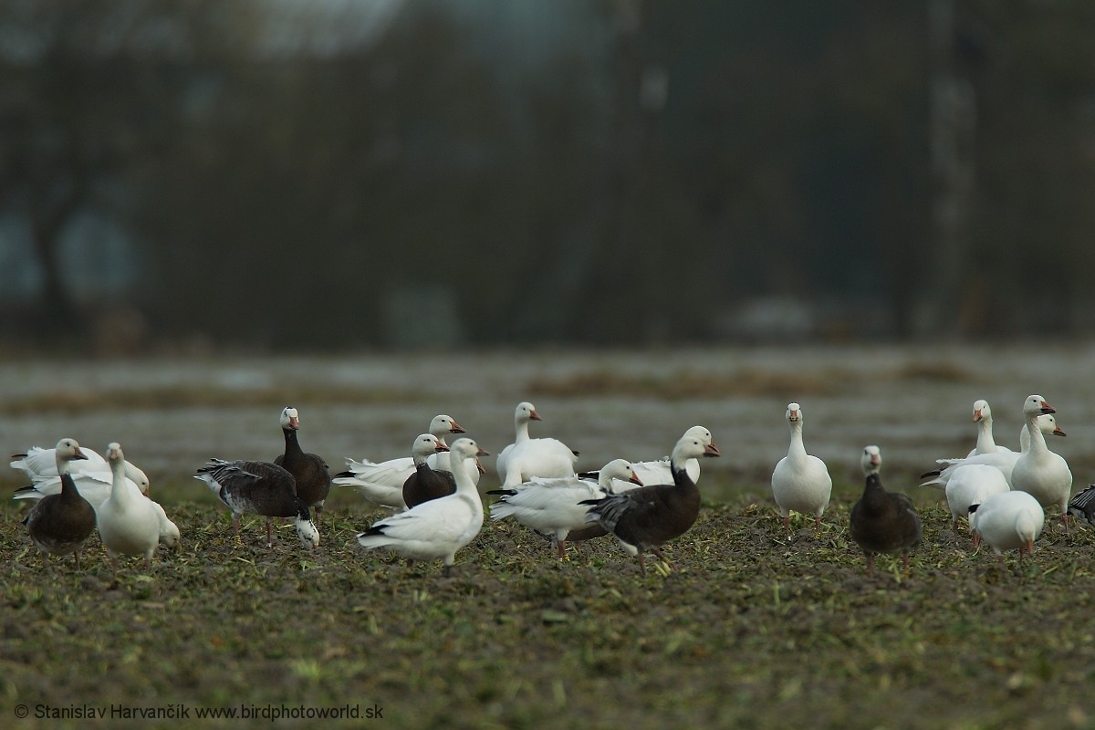 Snow Goose - ML285069511