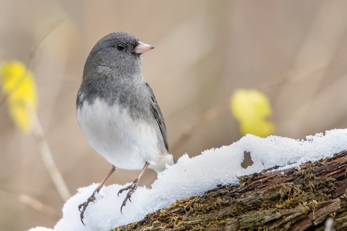 Junco ardoisé (hyemalis/carolinensis) - ML285071661