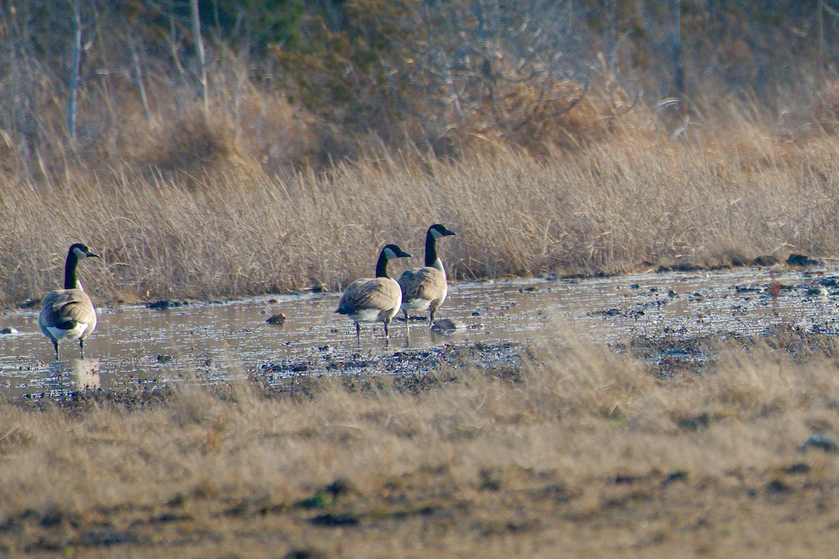 Canada Goose - ML285071921