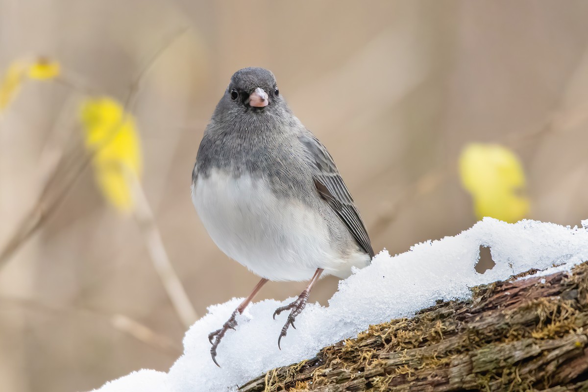 Dark-eyed Junco (Slate-colored) - Matthew Plante