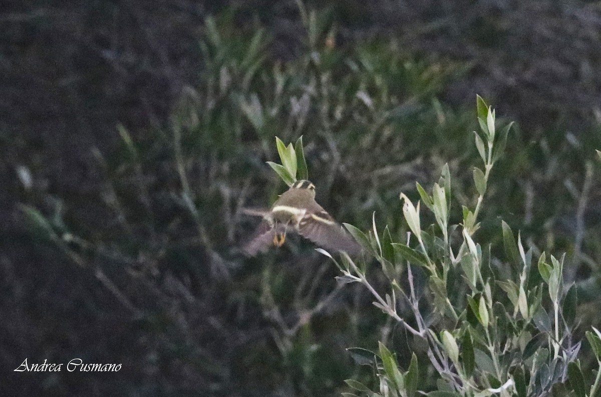 Mosquitero de Pallas - ML285074291